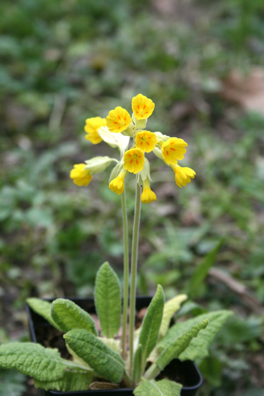 Cowslip
