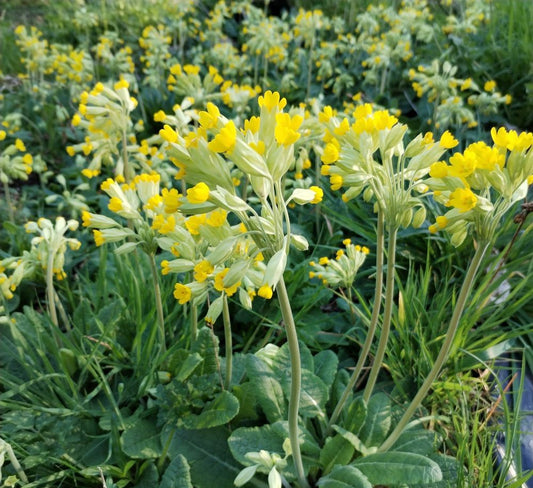 Cowslip