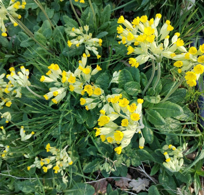 Cowslip