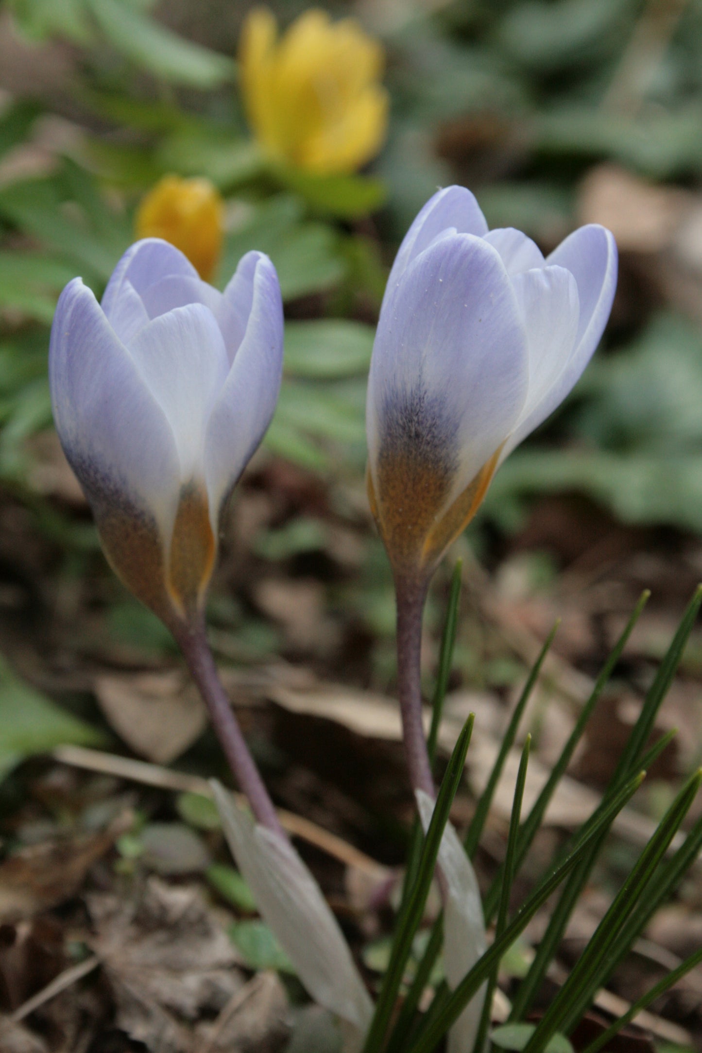 Crocus 'Blue Pearl'