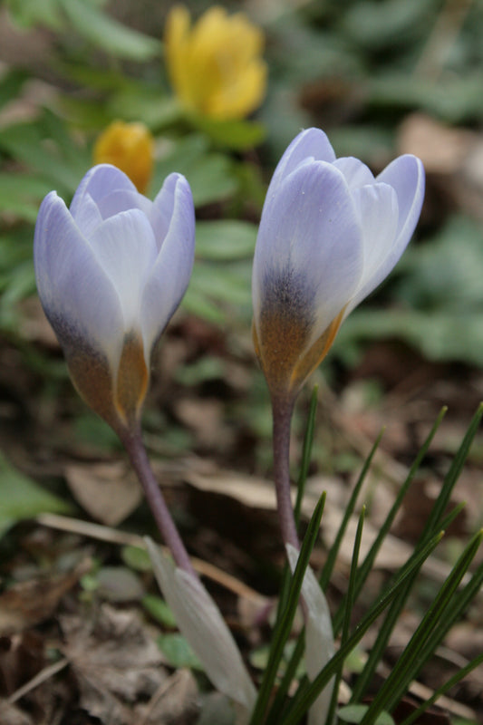 Crocus 'Blue Pearl'