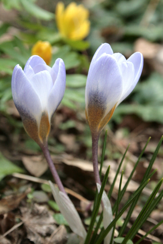 Species Tulip & Crocus Collection
