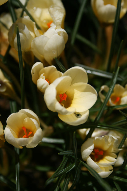 Crocus 'Cream Beauty'