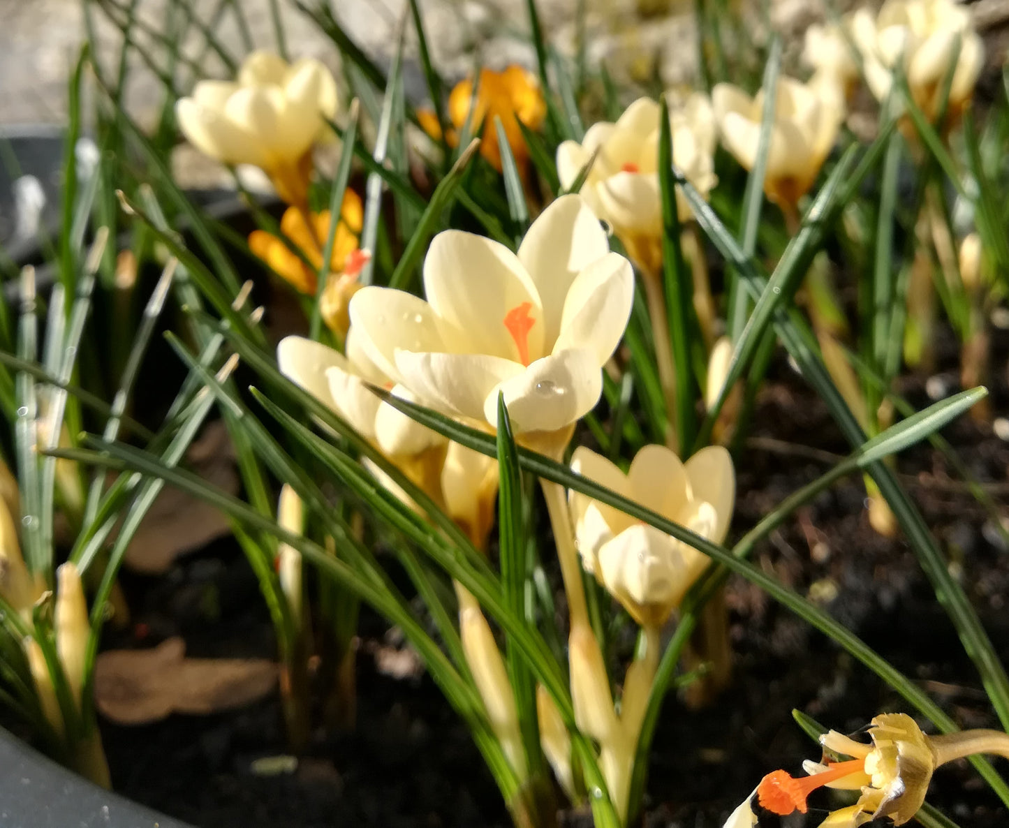 Species Tulip & Crocus Collection
