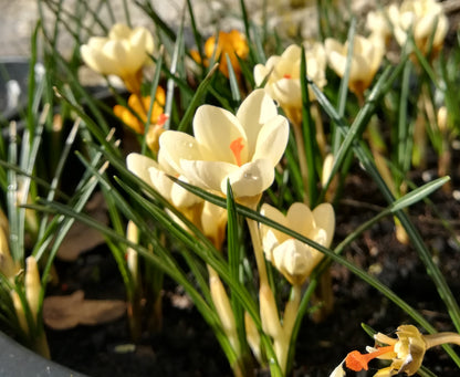 Species Tulip & Crocus Collection