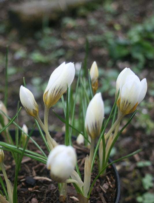 Crocus 'Snowbunting'