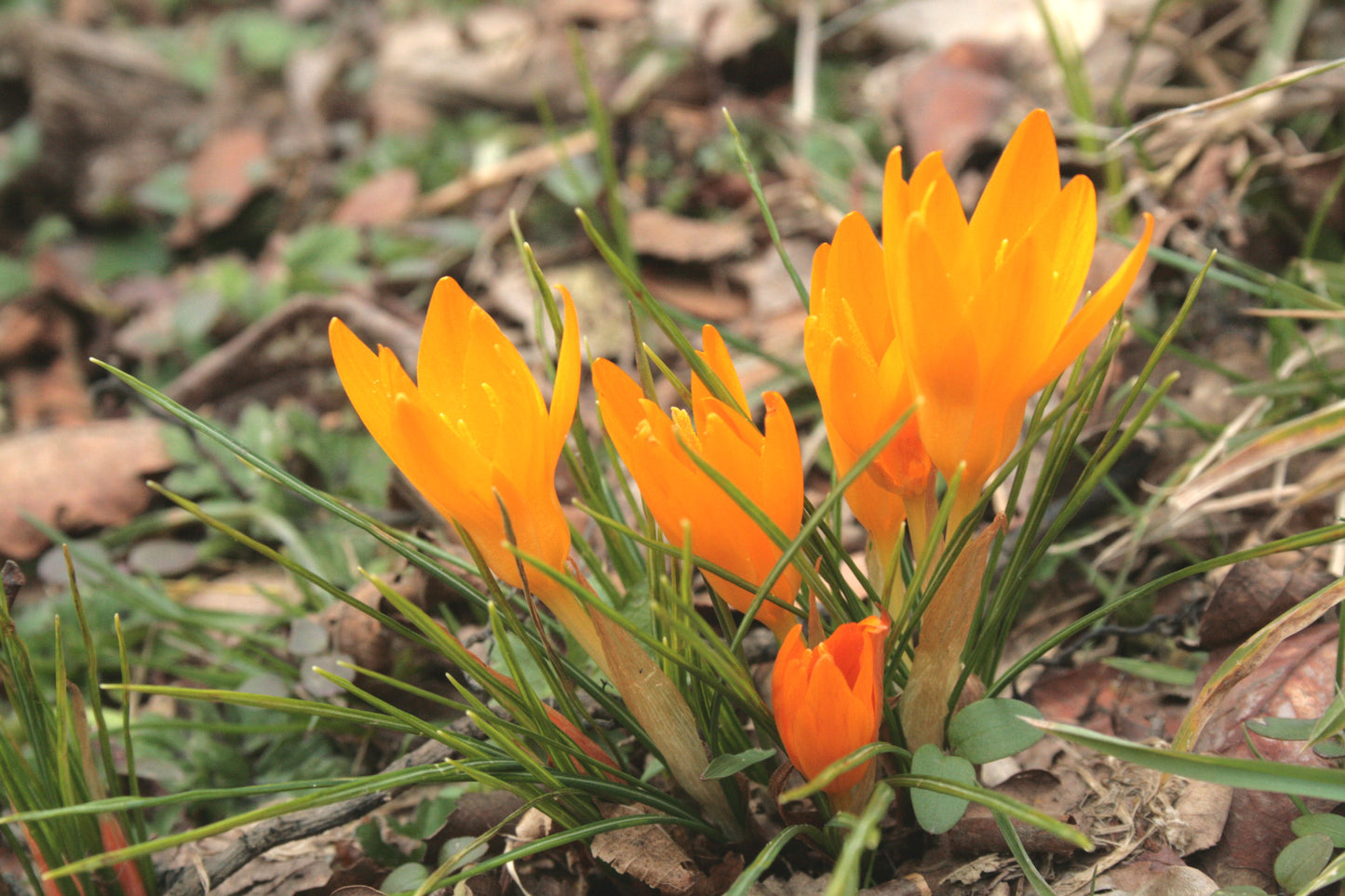 Crocus flavus ssp flavus