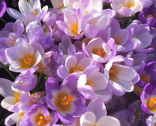 Crocus sieberi ssp sublimis Tricolor