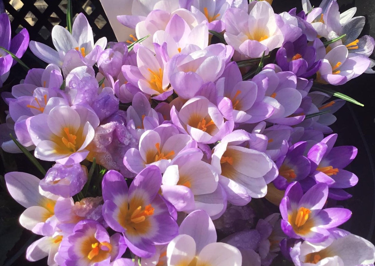 Species Tulip & Crocus Collection