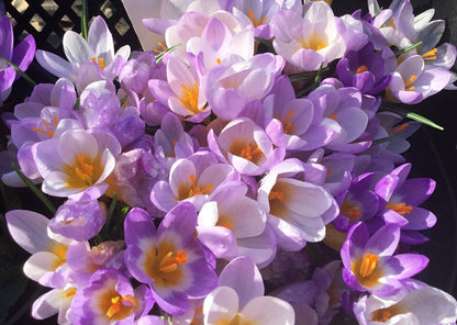 Species Tulip & Crocus Collection