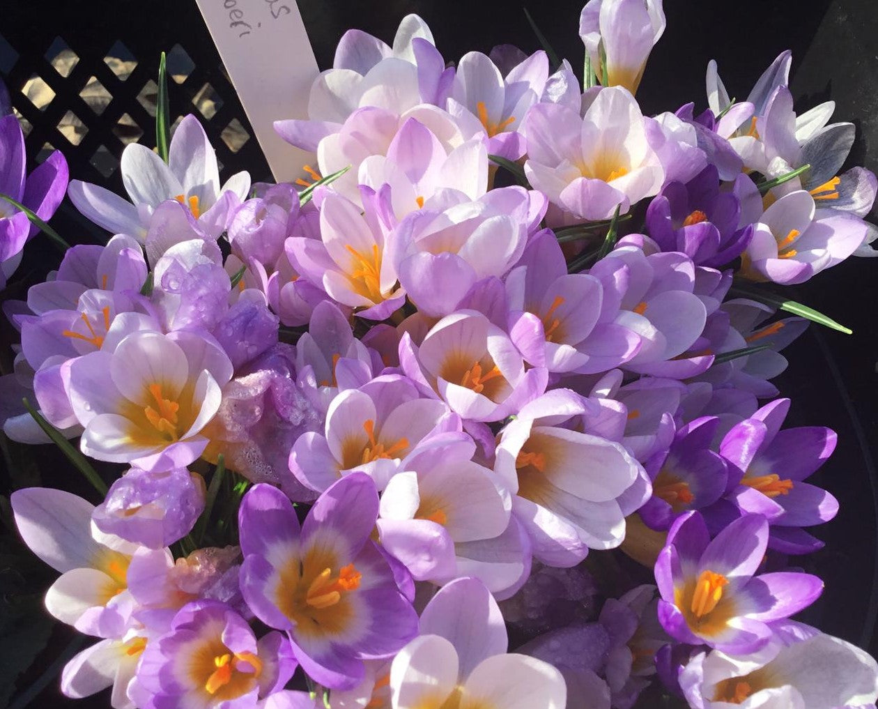 Early Spring Collection