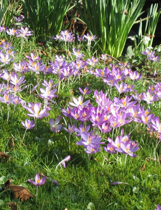 Crocus tommasinianus