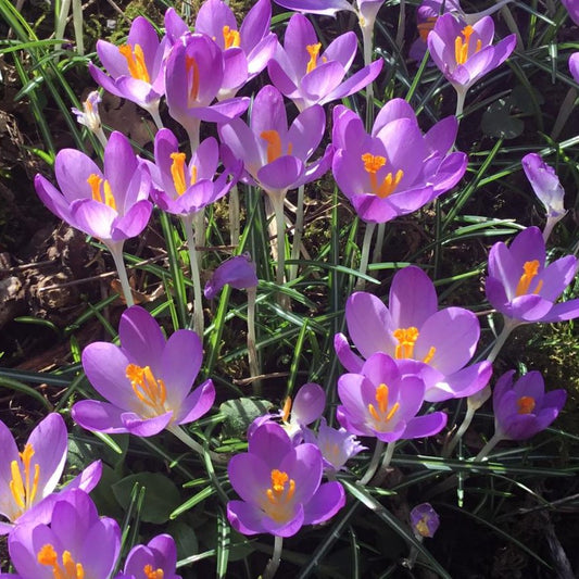Crocus tommasinianus