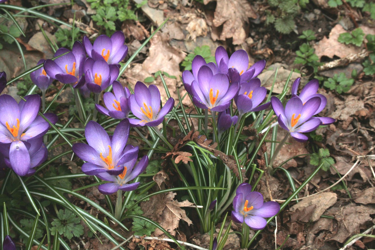 Early Spring Collection
