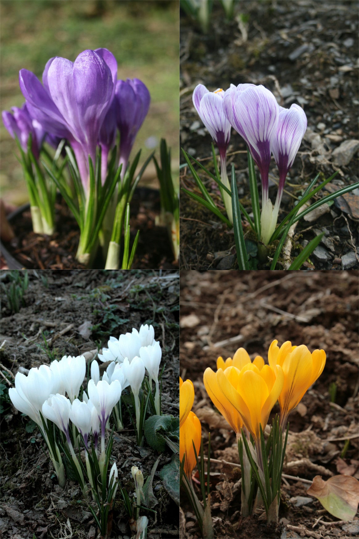 Crocus Vernus Mixed