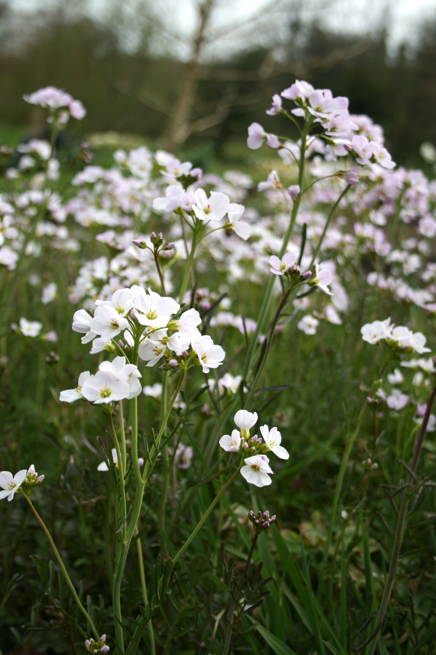 Cuckoo Flower