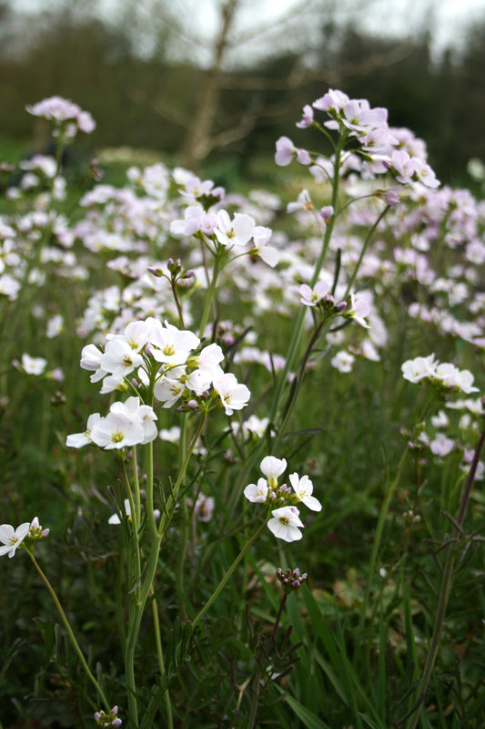 Cuckoo Flower