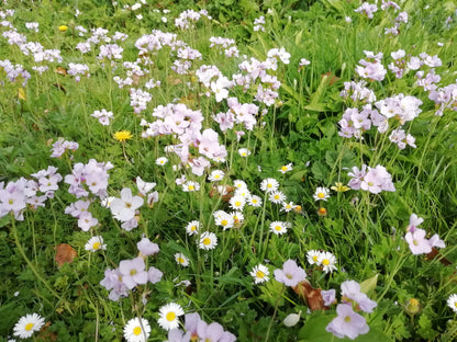 Cuckoo Flower
