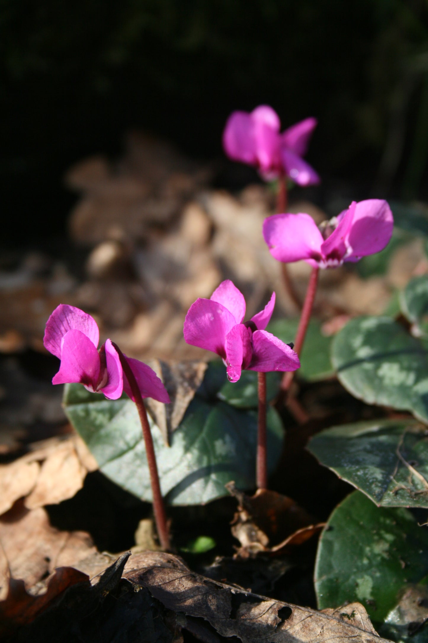 Cyclamen coum