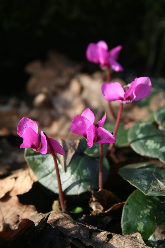 Cyclamen coum