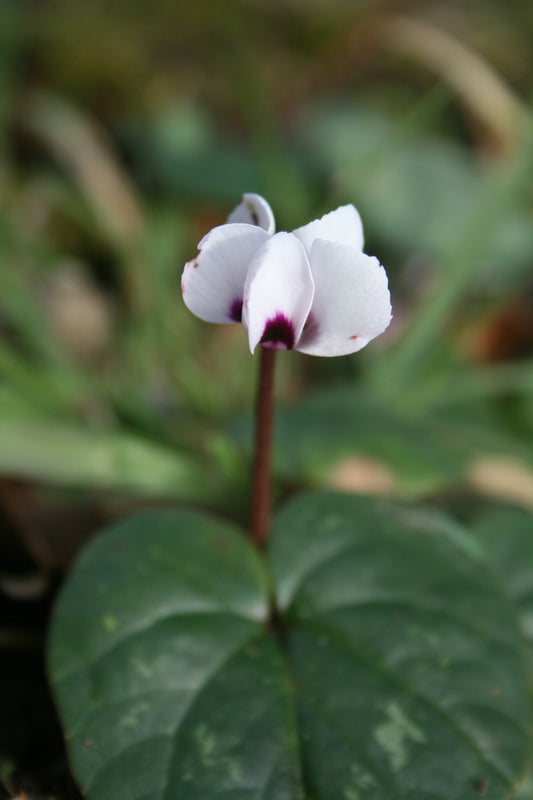 Cyclamen coum album