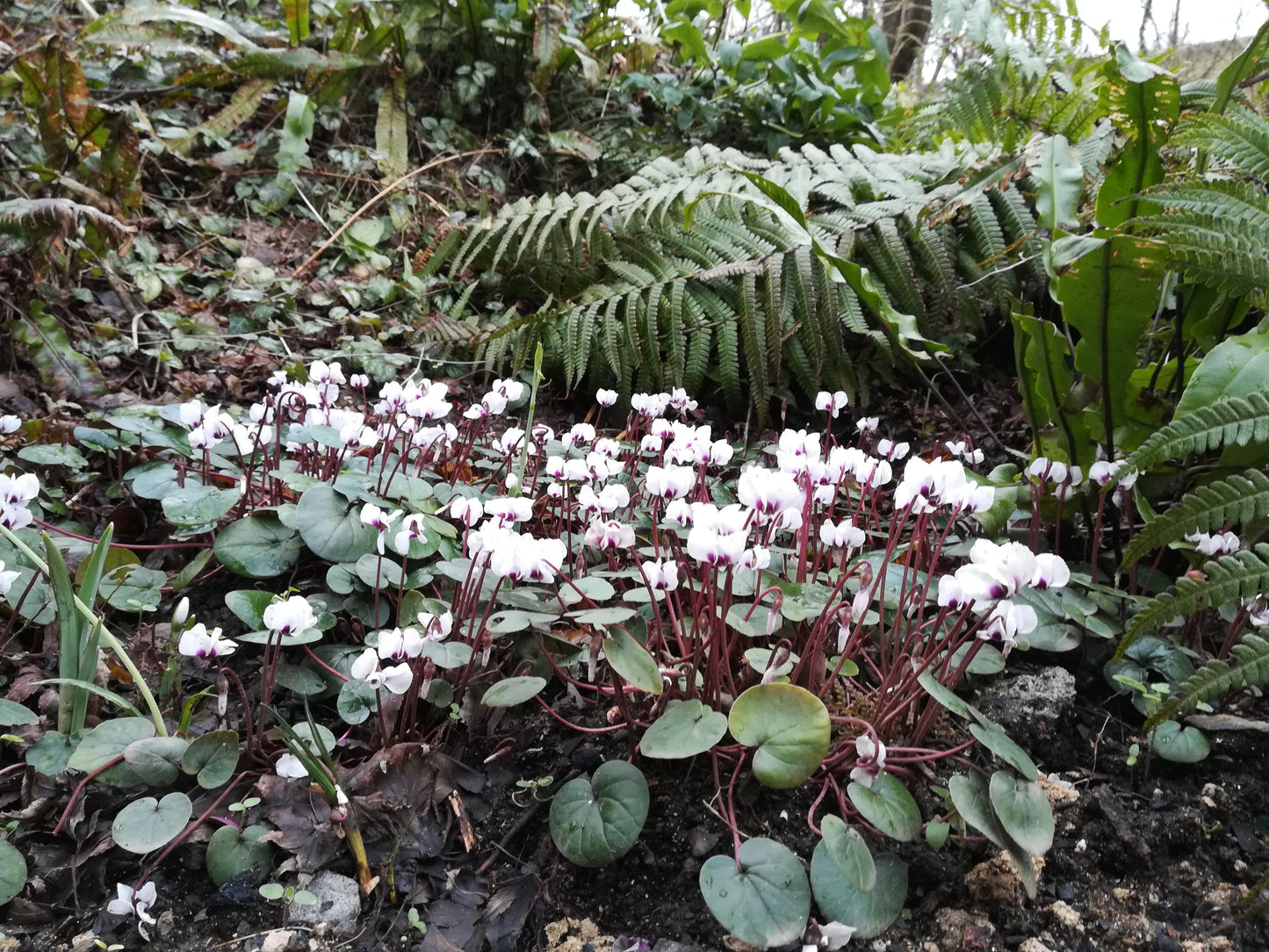 Cyclamen coum album