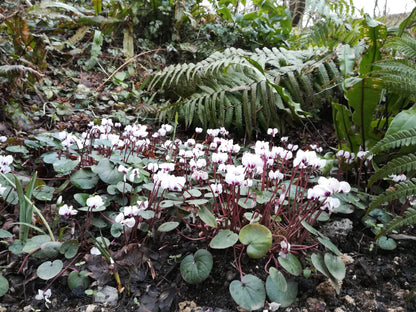 Cyclamen coum album