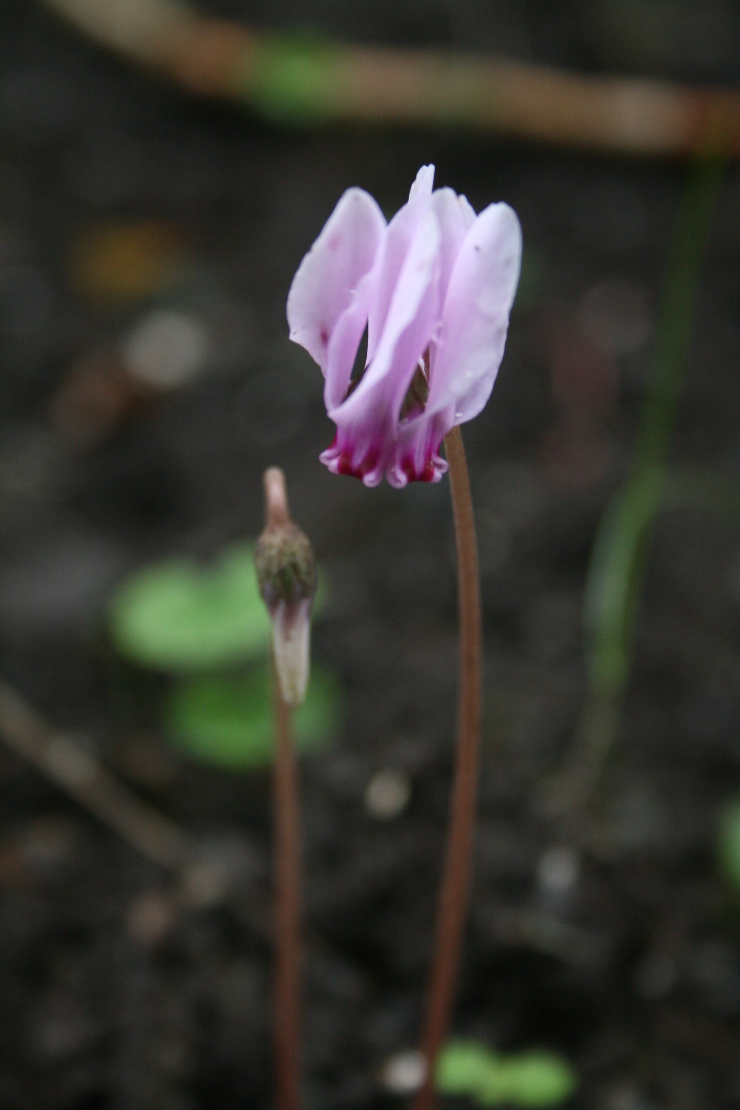 Cyclamen hederifolium