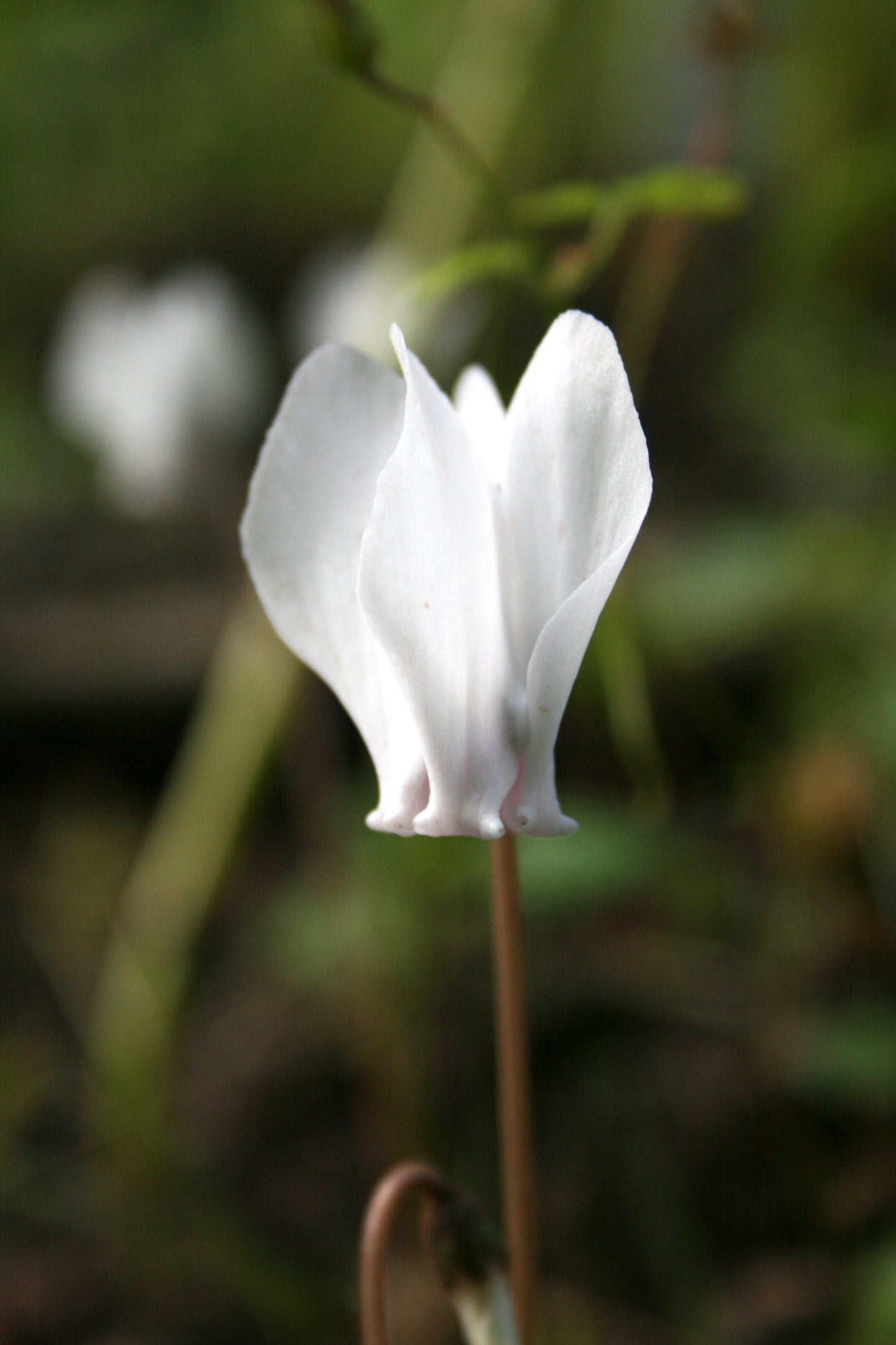 Cyclamen hederifolium album