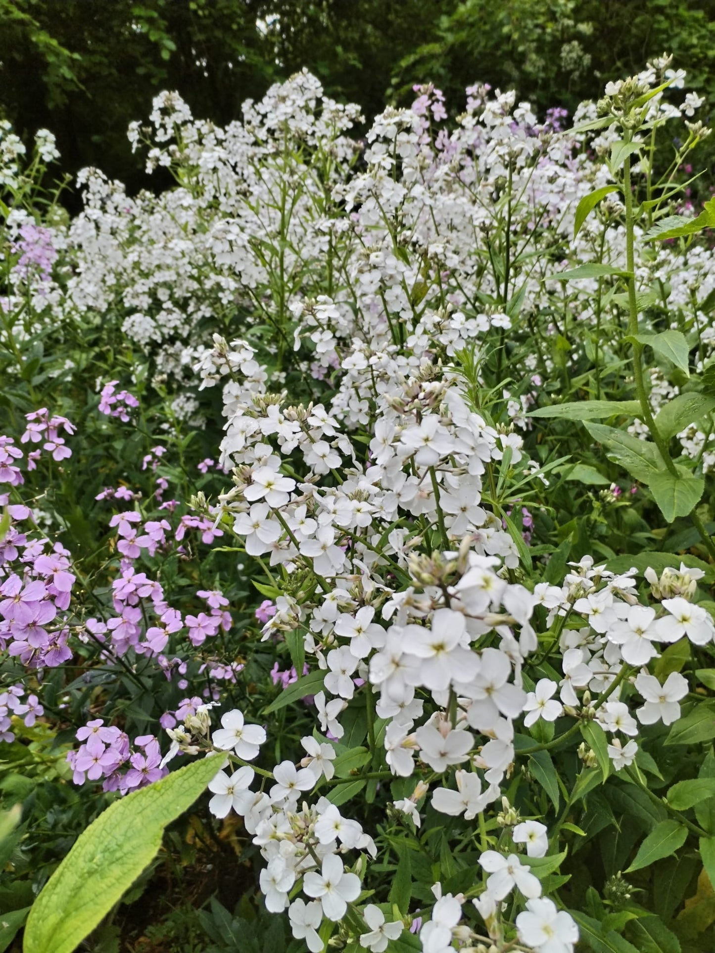 Dame's Violet (Mixed)