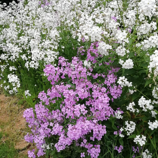 Dame's Violet (Mixed)
