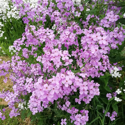 Dame's Violet (Mixed)