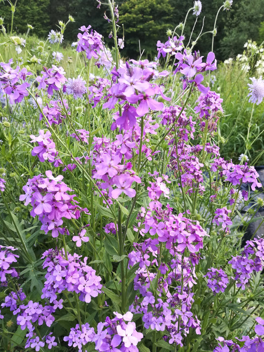 Dame's Violet (Mixed)