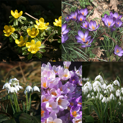 Early Spring Collection