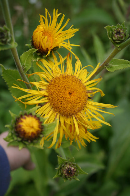 Elecampane