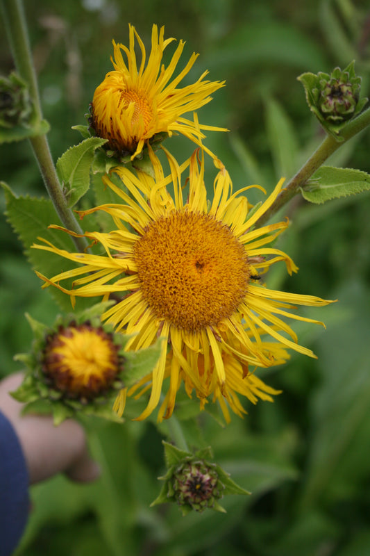 Elecampane
