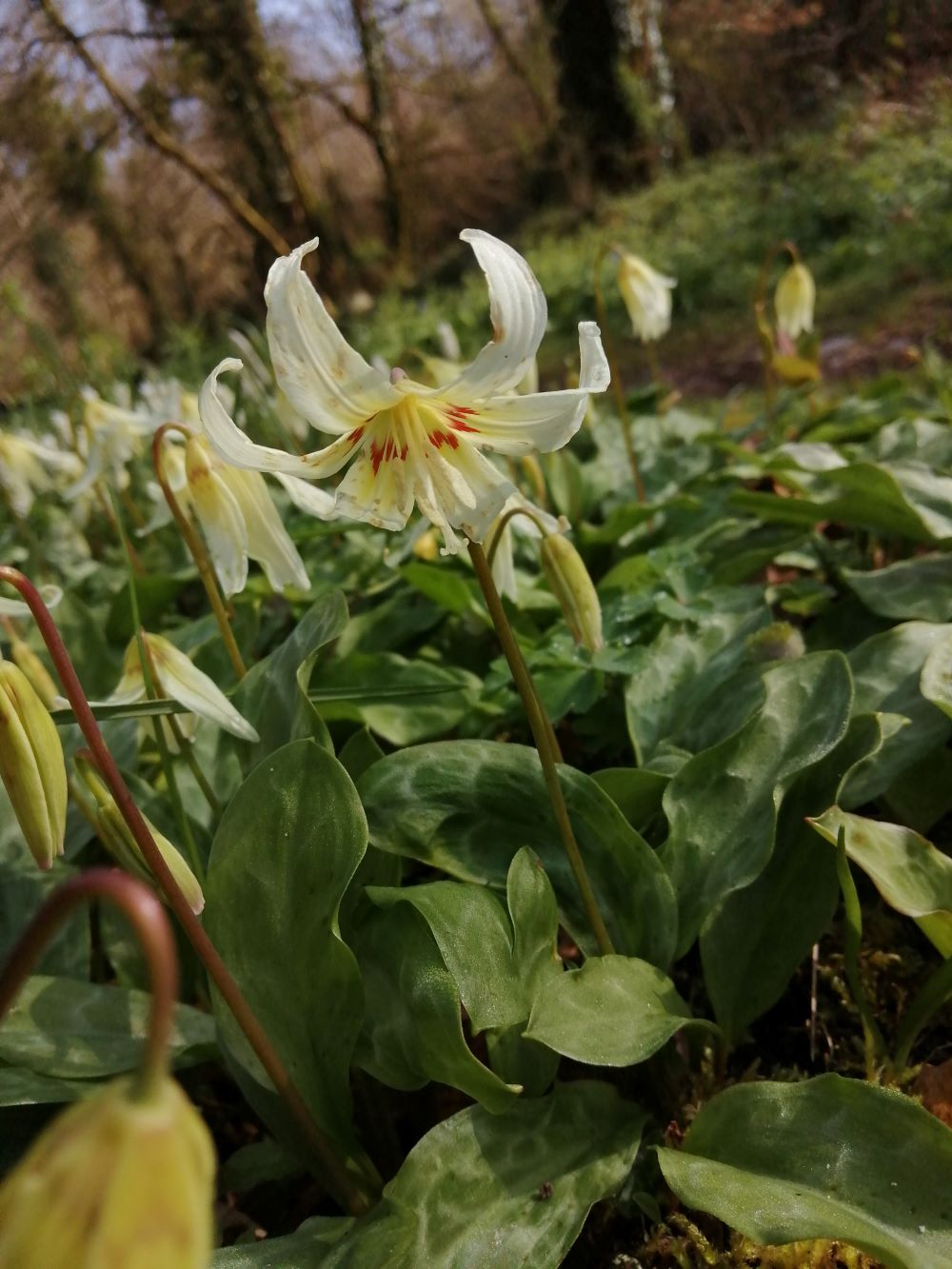 Erythronium revolutum 'White Beauty'