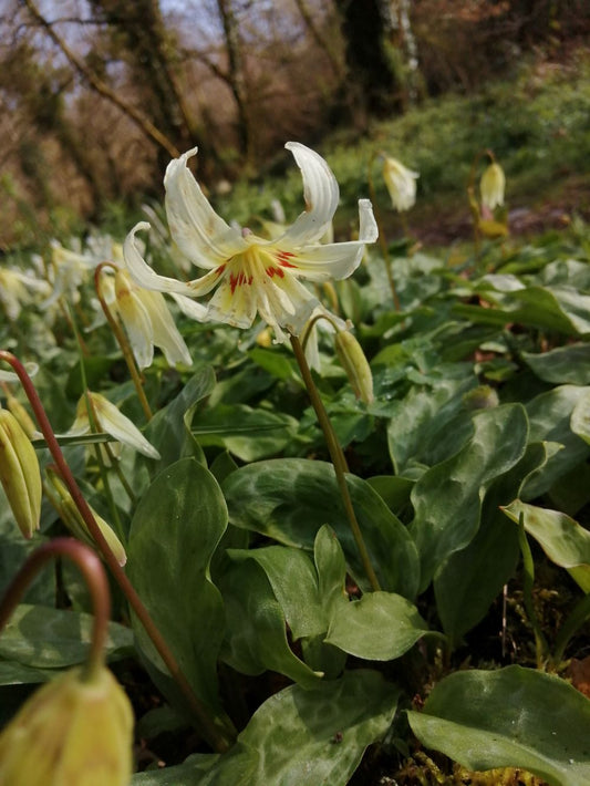 Erythronium revolutum 'White Beauty'