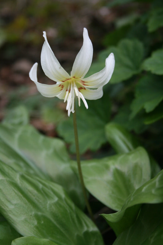Erythronium revolutum 'White Beauty'