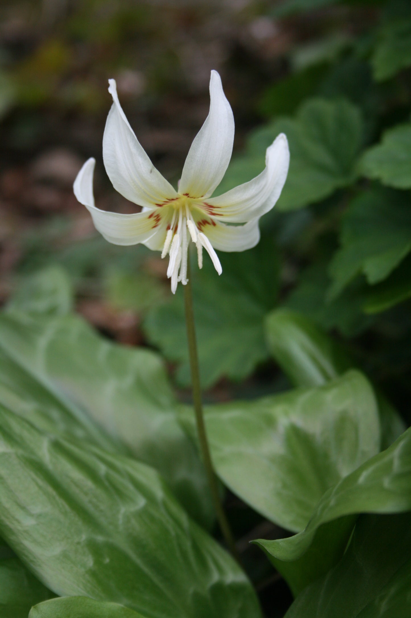Erythronium californicum 'White Beauty'
