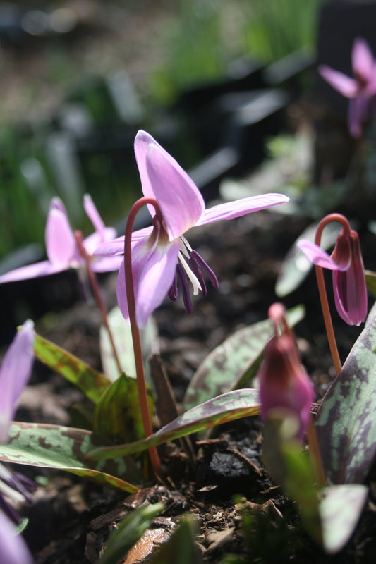 Erythronium dens-canis