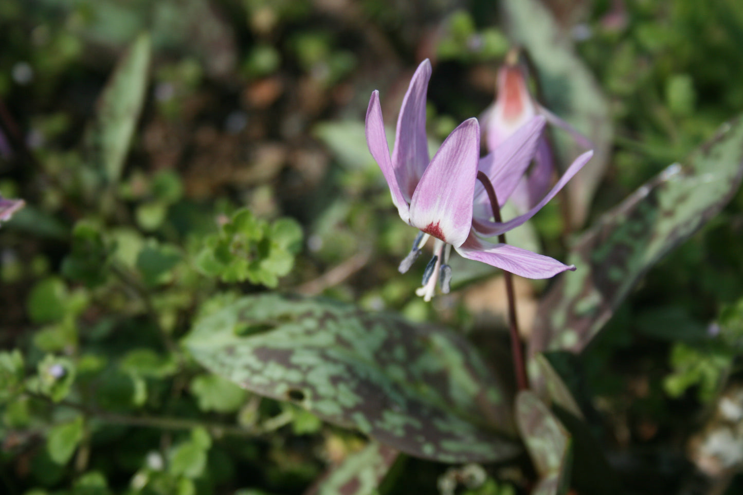 Erythronium dens-canis