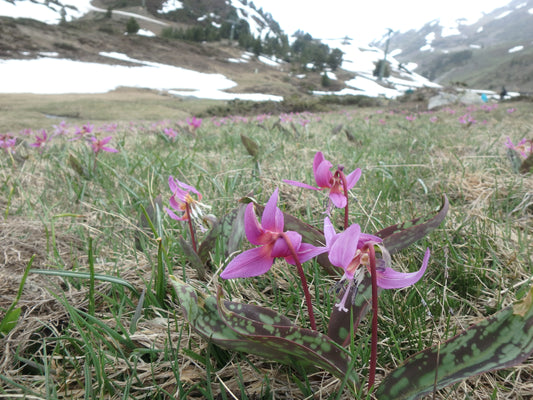 Erythronium dens-canis