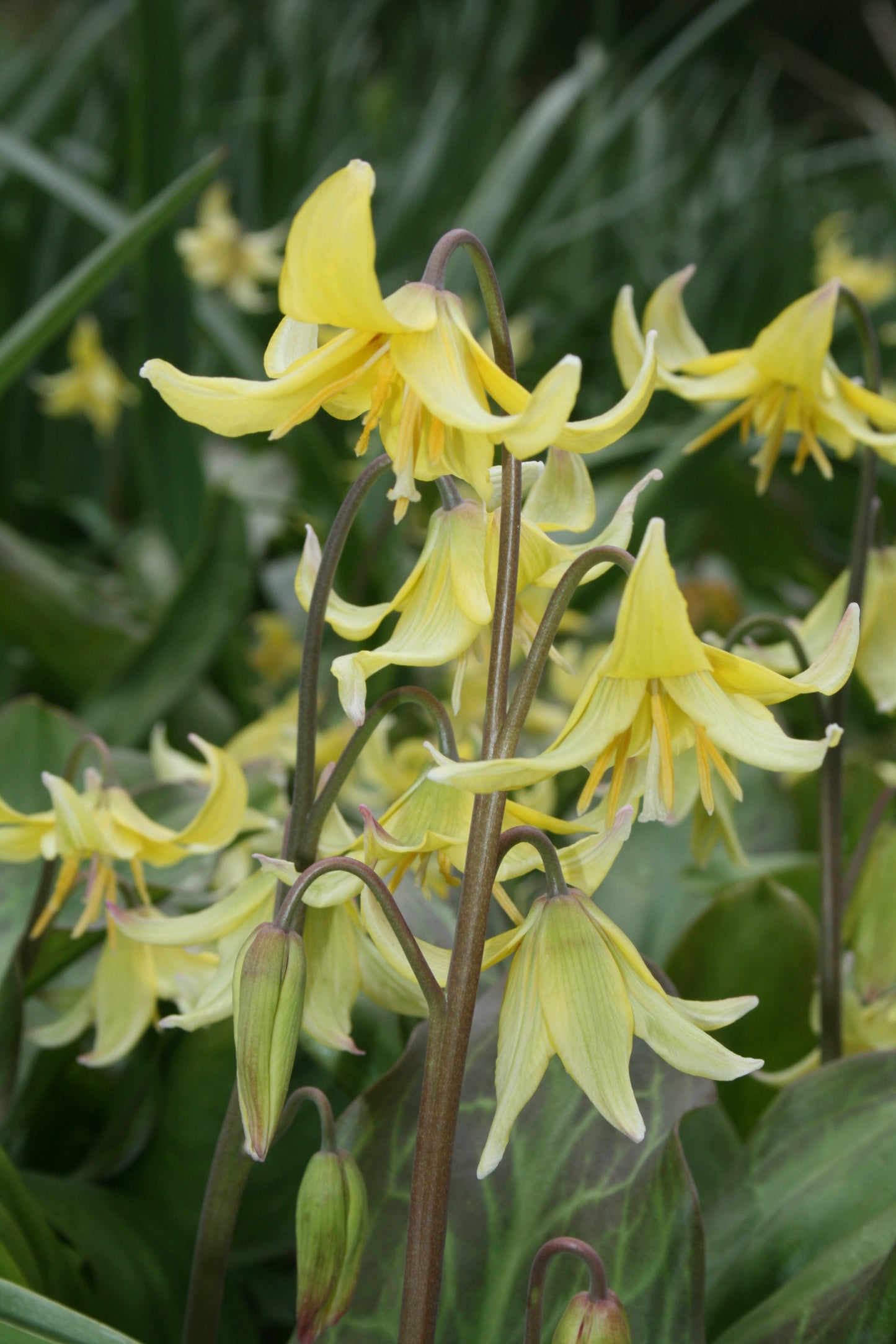 Erythronium × tuolumnense 'Pagoda'