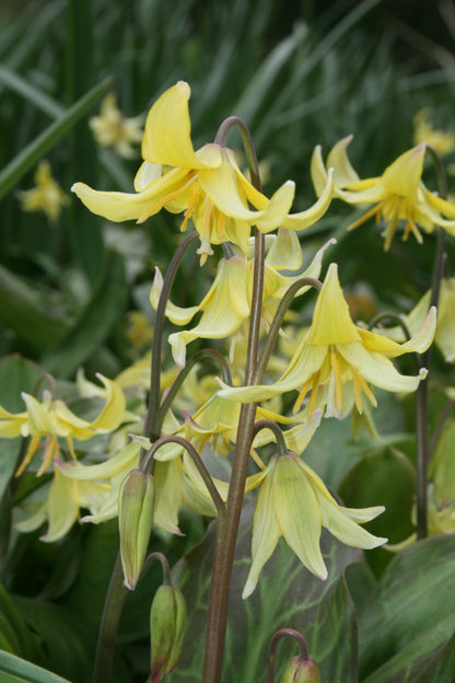 Erythronium × tuolumnense 'Pagoda'