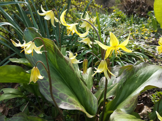 Erythronium × tuolumnense 'Pagoda'