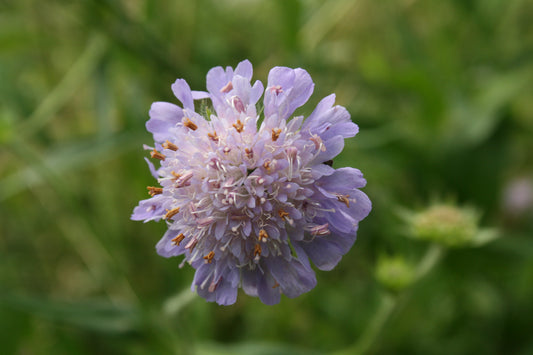 Field Scabious