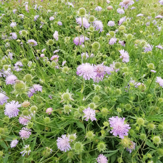 Field Scabious