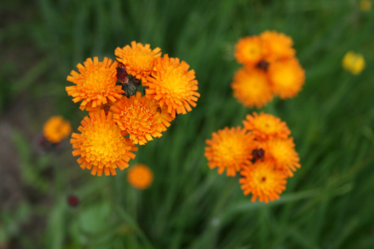 Fox and Cubs
