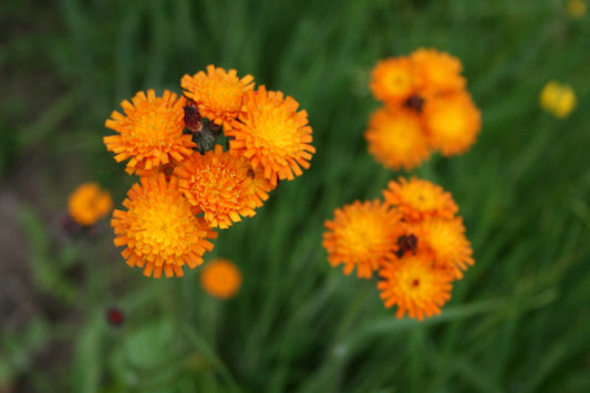 Fox and Cubs